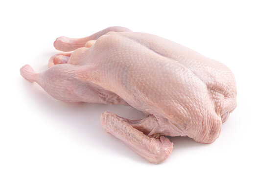 Duck